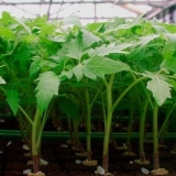 Kako posaditi paradajz za rasad